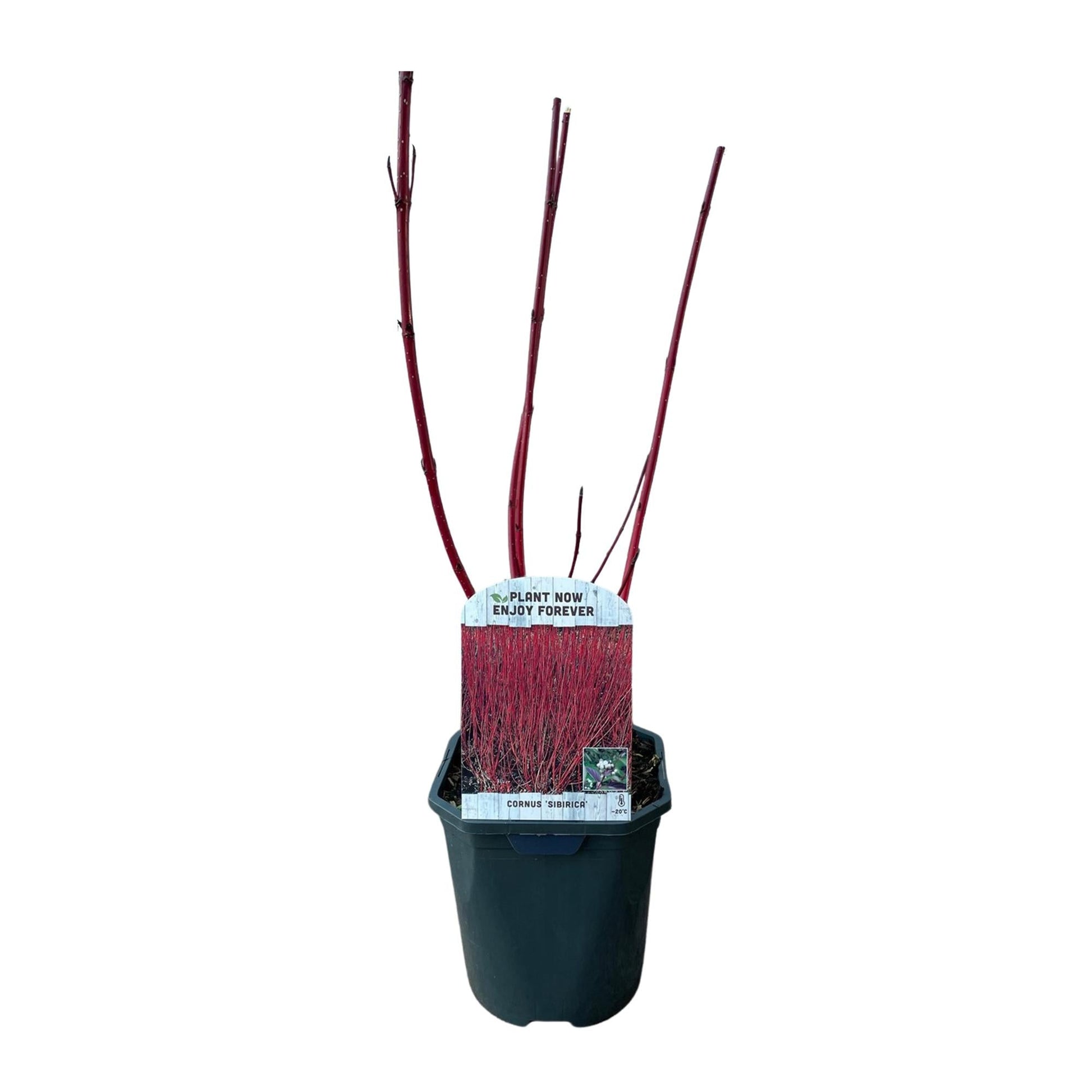 Rotholz-Hartriegel – Cornus alba 'Sibirica' – Ø17cm – ca. 45cm hoch – Zierstrauch mit roten Zweigen – Winterhart & pflegeleicht – Für Hecken & Einzelstellung – Bienenfreundlich 