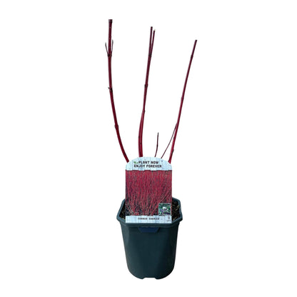 Rotholz-Hartriegel – Cornus alba 'Sibirica' – Ø17cm – ca. 45cm hoch – Zierstrauch mit roten Zweigen – Winterhart & pflegeleicht – Für Hecken & Einzelstellung – Bienenfreundlich 