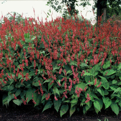 Kerzenknöterich Persicaria amplexicaulis – ↕10-25cm – Ø9cm – 60 Pflanzen – Rote Blüten – Sommerblüher – Pflegeleicht – Sonnig bis Halbschatten