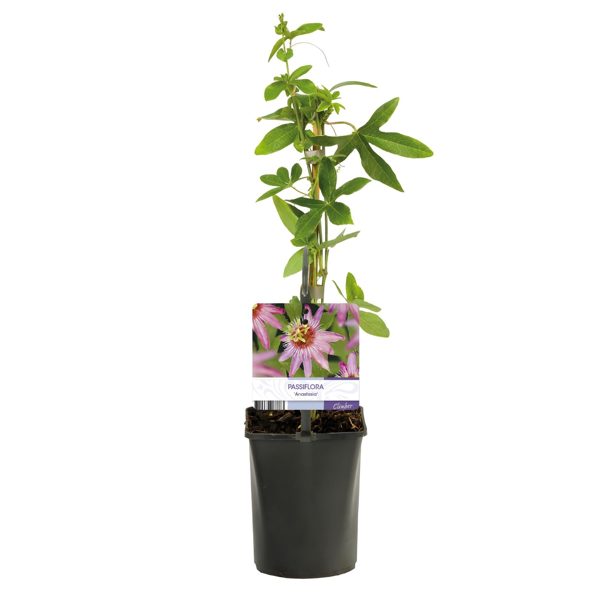 Passionsblume - Passiflora Anastasia - Blume Rosa - Wenig Pflege - 2 Pflanzen - Topf 11cm Höhe 40cm 