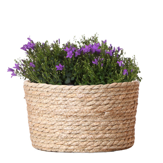 Campanula Addenda Ambella Intense purple - Weidenschale mit Campanula mit Bewässerungssystem - 3 Stück - Glockenblume Lila - Topfgröße 12cm