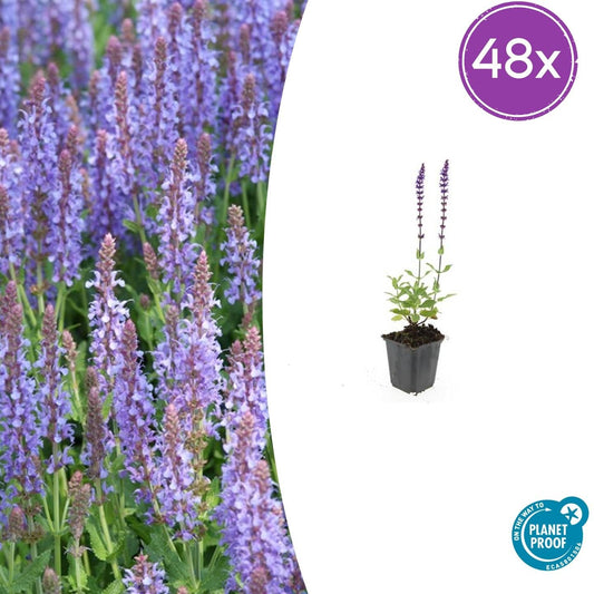 Salvia nemorosa 'Caradonna' – 48 Pflanzen – ↕10-25 cm – Ø9 cm – Tiefviolette Blüten – Bienenfreundliche Staude – Pflegeleicht & trockenheitstolerant 