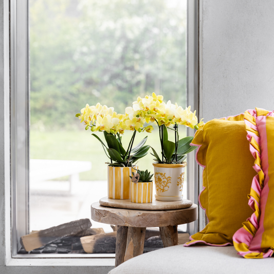 Gelbe Phalaenopsis Orchidee 'Albenga' – Ø9cm – Zimmerpflanze mit 2–3 Blütenstielen – Lange Blütezeit – Pflegeleicht – Direkt vom Züchter 