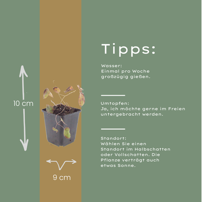 Elfenblume Epimedium rubrum – 60 Pflanzen – 10-25cm – Ø9cm – Winterharte Schattenstaude mit rotrosa Blüten – Bodendecker für Garten, Beet & Gehölzrand