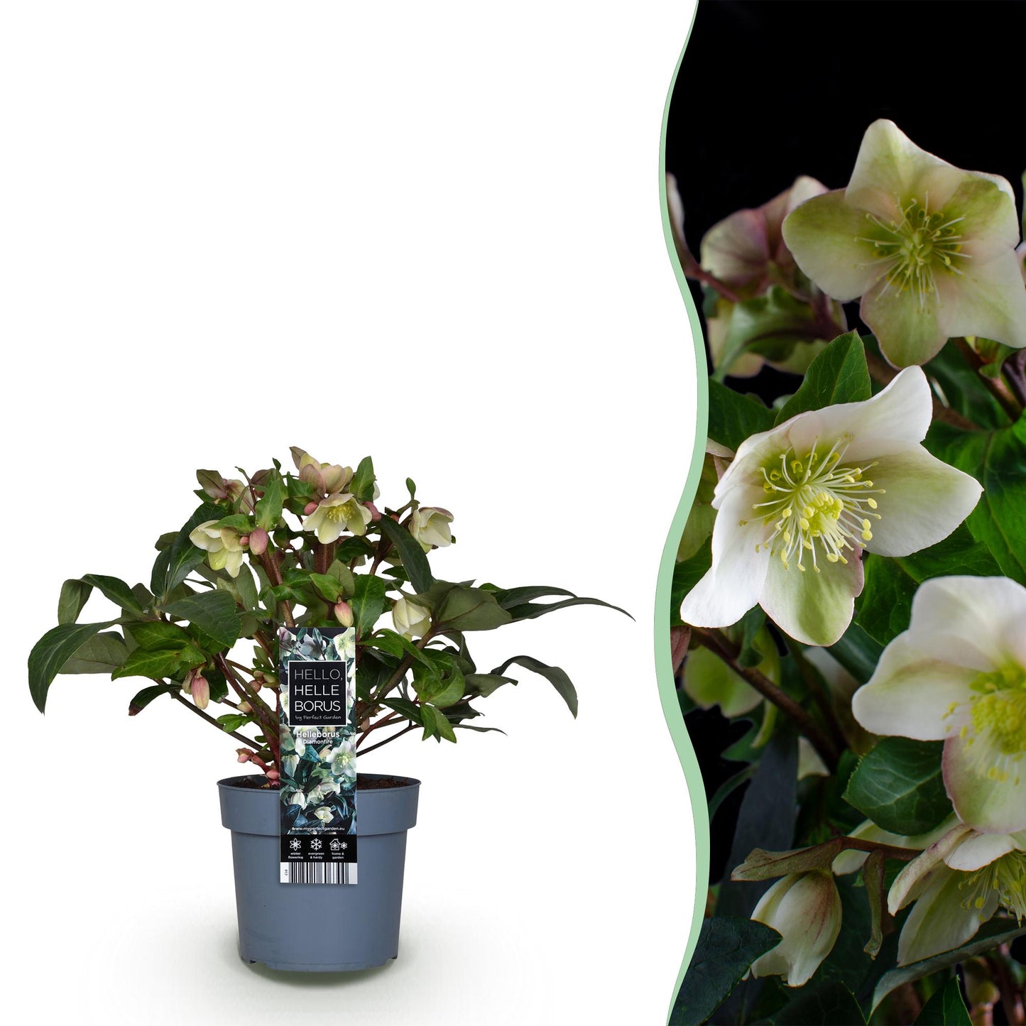 GreenboutiQ - Gartenpflanze - Lenten Rose - Helleborus Diamfire - Grüne Blüte - Immergrün - Topf 19cm Höhe 40cm 