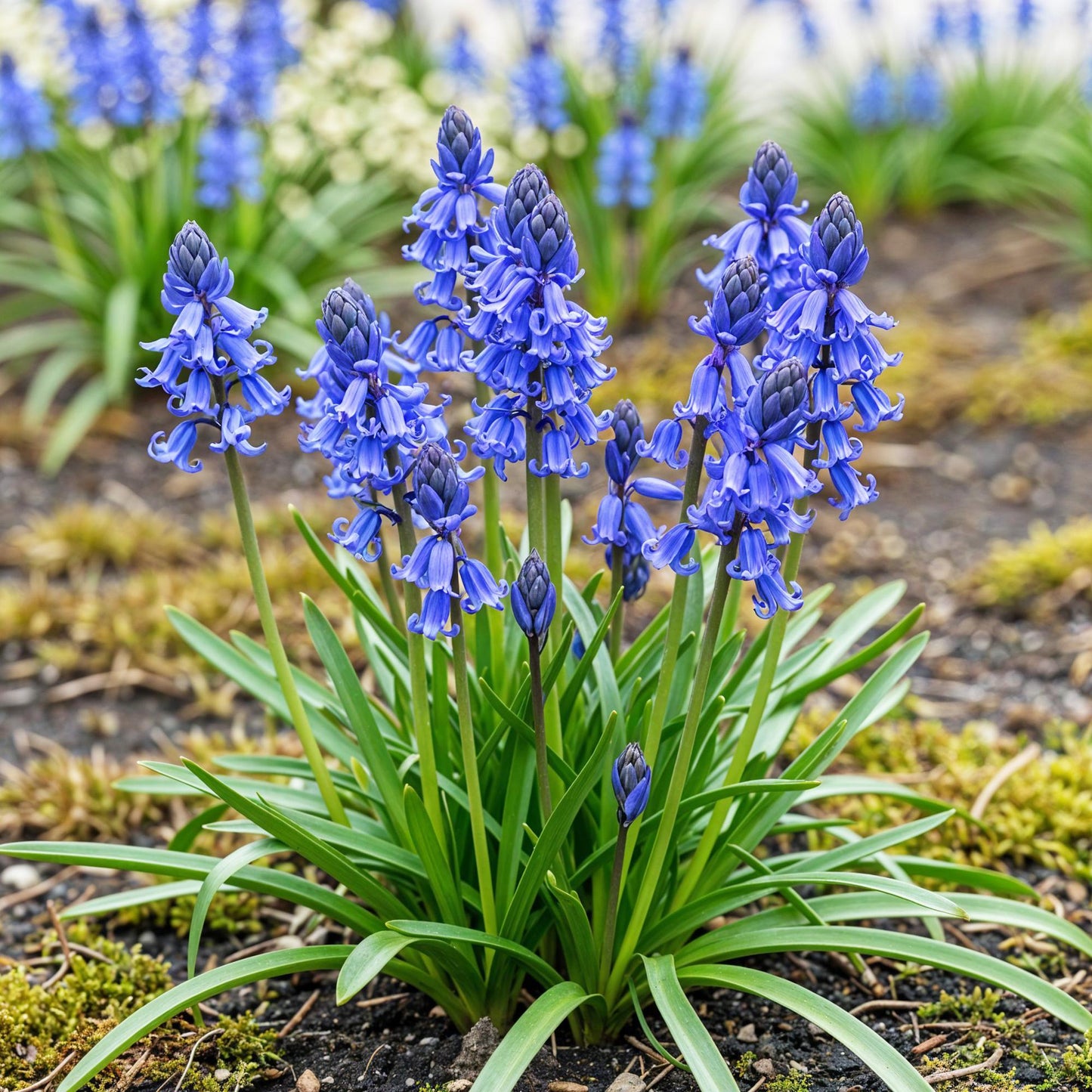 GreenboutiQ - Blumenzwiebeln - Hyacinthoides non Scripta - Farbe Blau - 20 Stück - Zwiebelgröße 7/8 - XXL Pack 