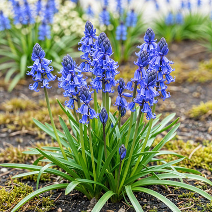 GreenboutiQ - Blumenzwiebeln - Hyacinthoides non Scripta - Farbe Blau - 20 Stück - Zwiebelgröße 7/8 - XXL Pack 