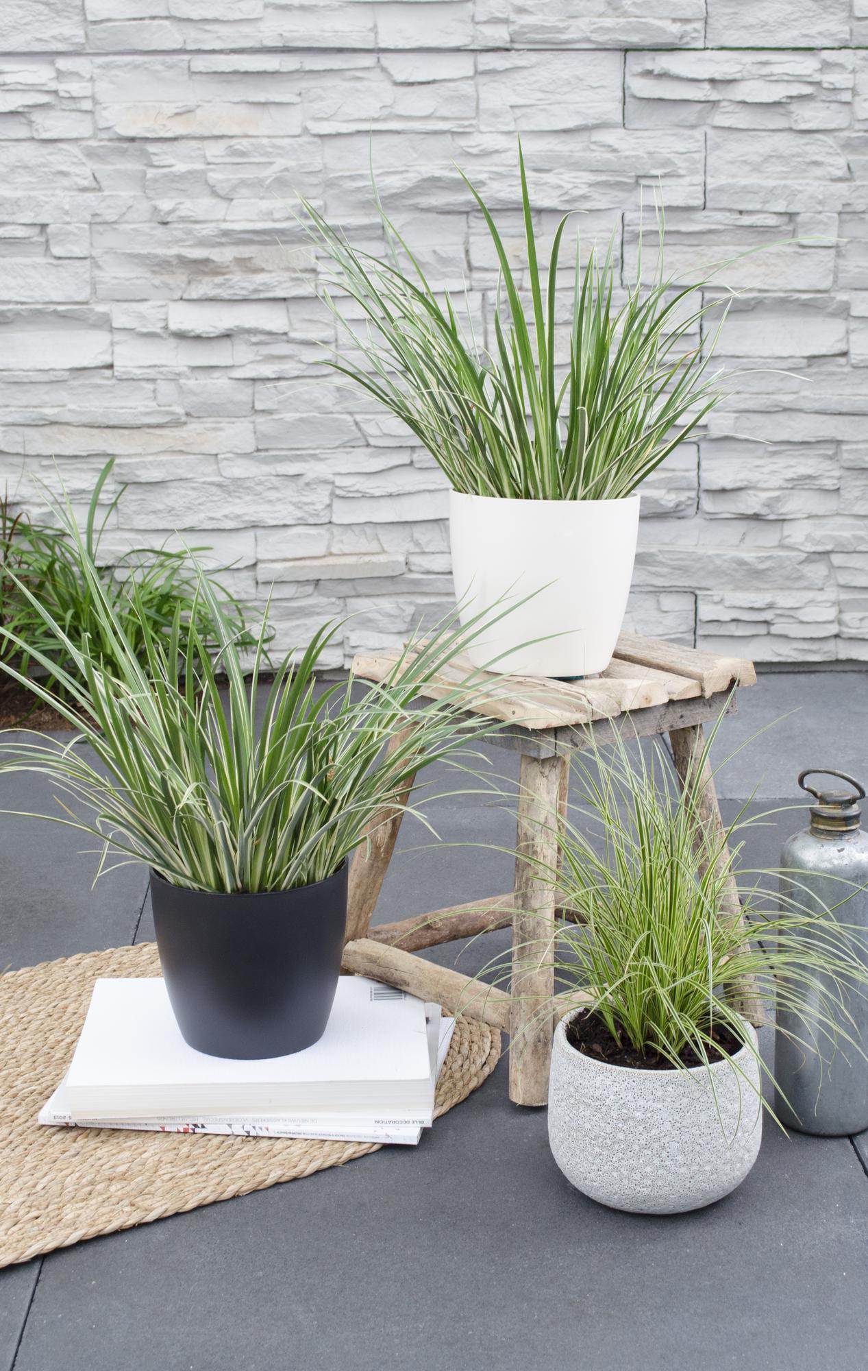 Acorus gramineus 'Argenteostriatus' – Immergrünes Ziergras mit gelbgrünen Streifen – Ø14 cm Topf – Ca. 30 cm hoch – Ideal für feuchte Standorte & Uferbereiche 