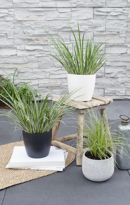 Acorus gramineus 'Argenteostriatus' – Immergrünes Ziergras mit gelbgrünen Streifen – Ø14 cm Topf – Ca. 30 cm hoch – Ideal für feuchte Standorte & Uferbereiche 