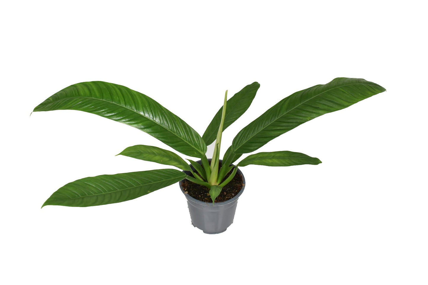 Philodendron Campii – Zimmerpflanze – Ø14cm – ↕40cm – Exotische Blattschmuckpflanze mit schlankem Wuchs – Pflegeleicht & luftreinigend – Für Zuhause & Büro 