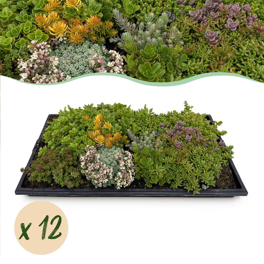 GreenboutiQ - Bodendecker - Winterhart - Sedum Matte - Besteht aus 10 Sorten - X12 - Pflegeleicht - Länge 50cm Breite 30cm 