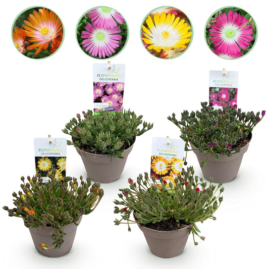 GreenboutiQ - Bodendecker - Winterhart - Delosperma Jewel of Dessert - 4 Pflanzen - Farben Rot - Orange - Lila - Rosa - Wenig Pflege - Topf 14cm Höhe 17cm 