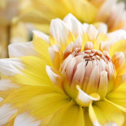 Blumenzwiebel - Dahlie - Seattle - Knollen für 2 m² - 24 Stück