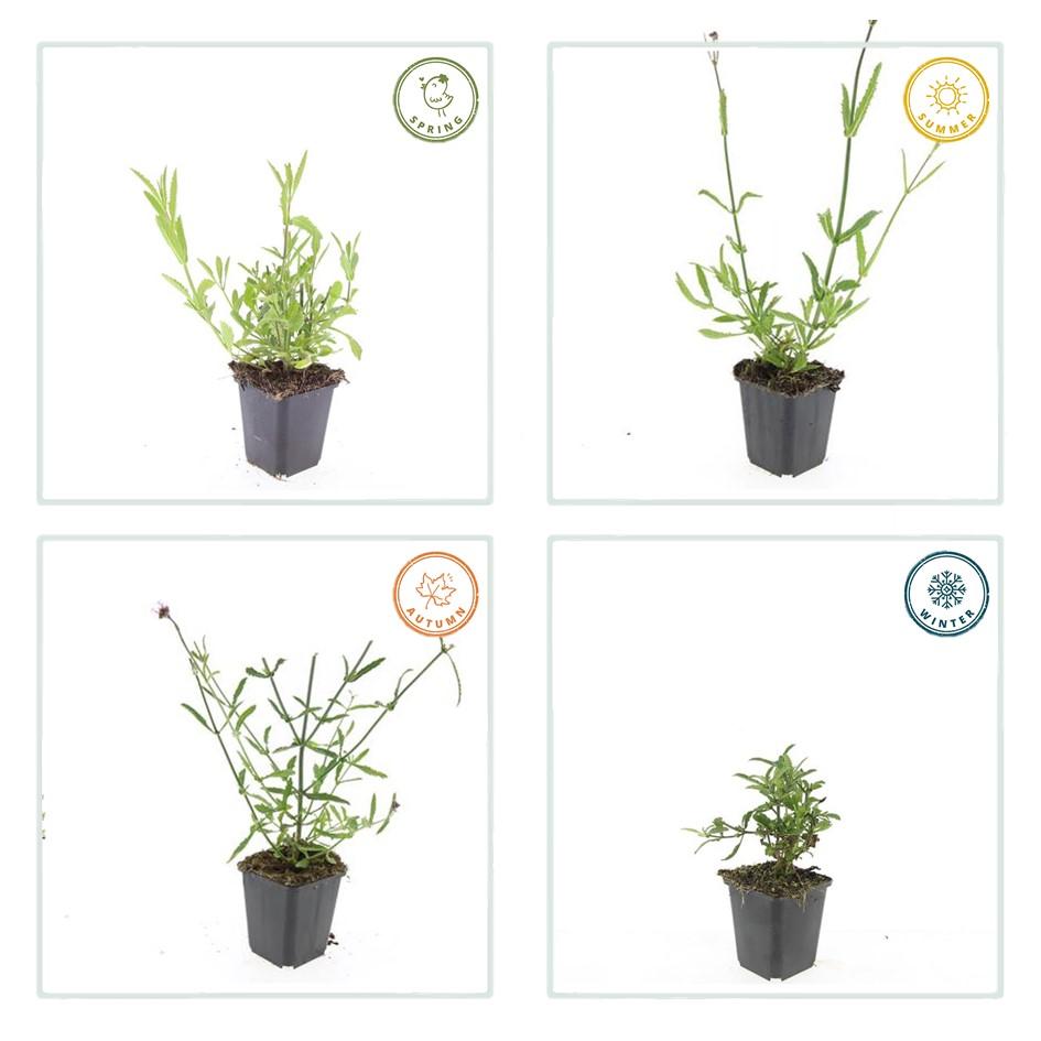 Verbena bonariensis – 48 Pflanzen – ↕10-25cm – Ø9cm – Luftige Staude – Lila Blüten – Sommer- & Herbstblüher – Bienenfreundlich & Winterhart 