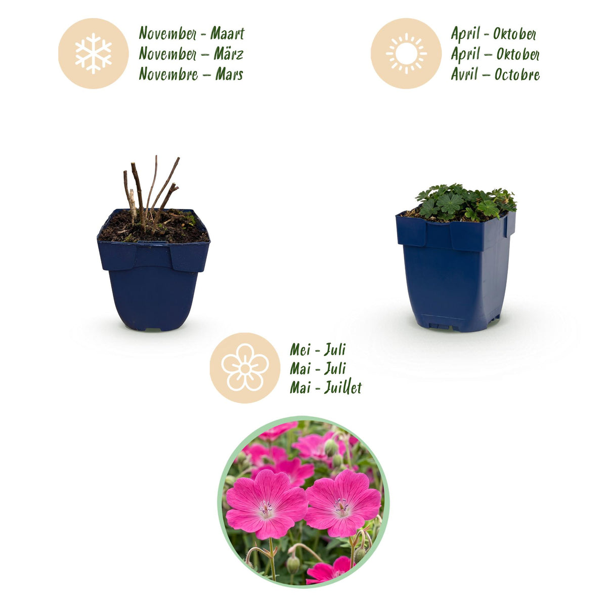 Storchschnabel 'Max Frei' – Geranium sanguineum 'Max Frei' – 3 Pflanzen – Topf Ø11cm – Bienenfreundliche Staude für Garten & Balkon