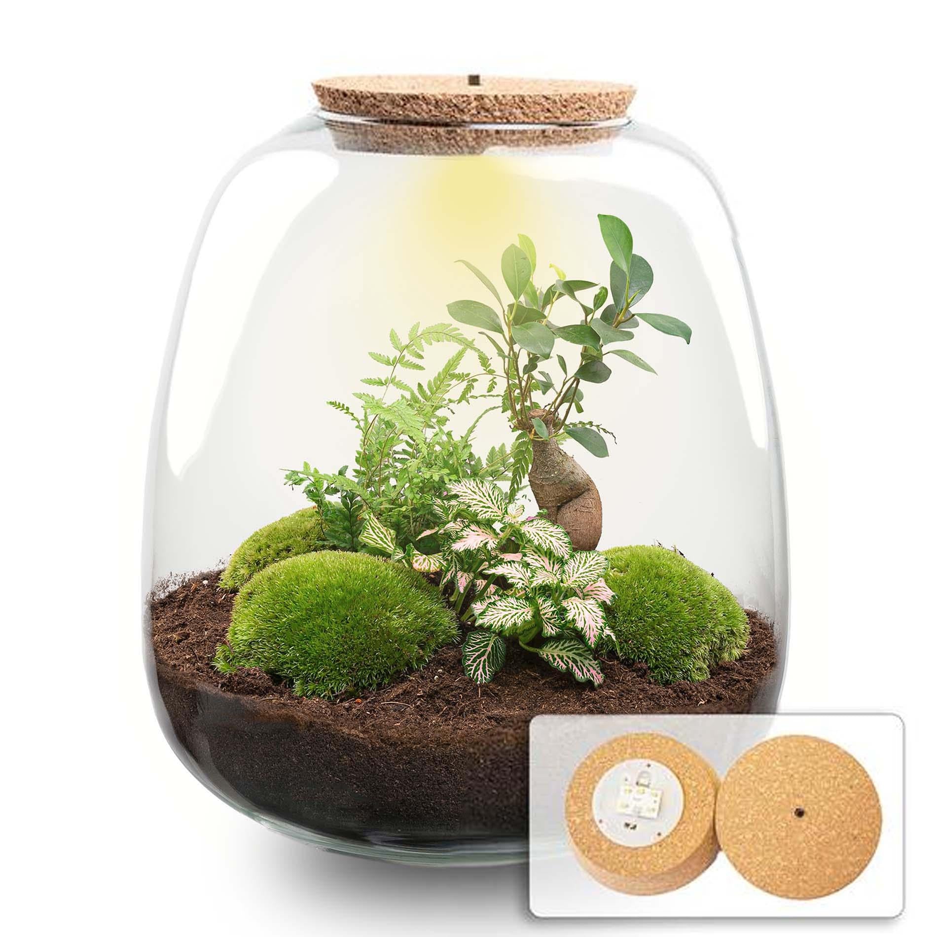 Flaschengarten  „Emma“ – Bausatz mit LED-Korkdeckel – Ø23cm ↕25cm – DIY Pflanzenterrarium mit Ficus Ginseng Bonsai, Farn & Fittonia Pink Tiger – Selbstversorgendes Mini-Ökosystem aus Glas 