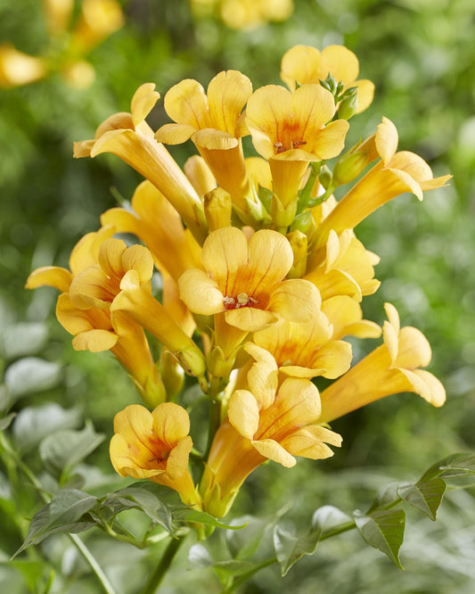 Trompetenblume - Campsis Summer Jazz 'Gold Trumpet' - ↨65cm - Ø15cm - 2 Stück