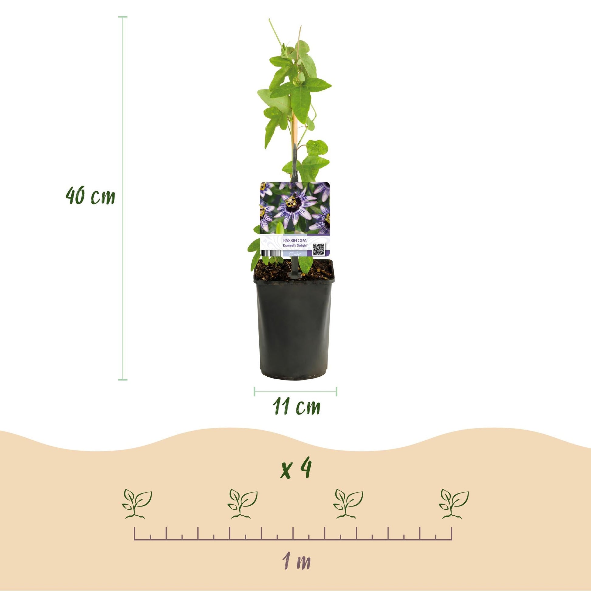 Passionsblume - Passiflora Rainbow - Blume Rosa Weiß Lila Grün - Wenig Pflege - 4 Pflanzen - Topf 11cm Höhe 40cm 