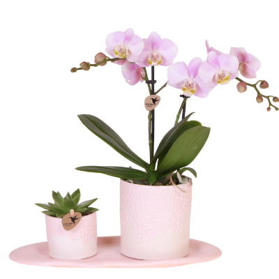 Kolibri Orchids | Geschenkset Bloom Rosa | Rosa Phalaenopsis-Orchidee Portugal mit Grünpflanze in rosa Bloom-Übertöpfen auf rosa Cloud Plate 