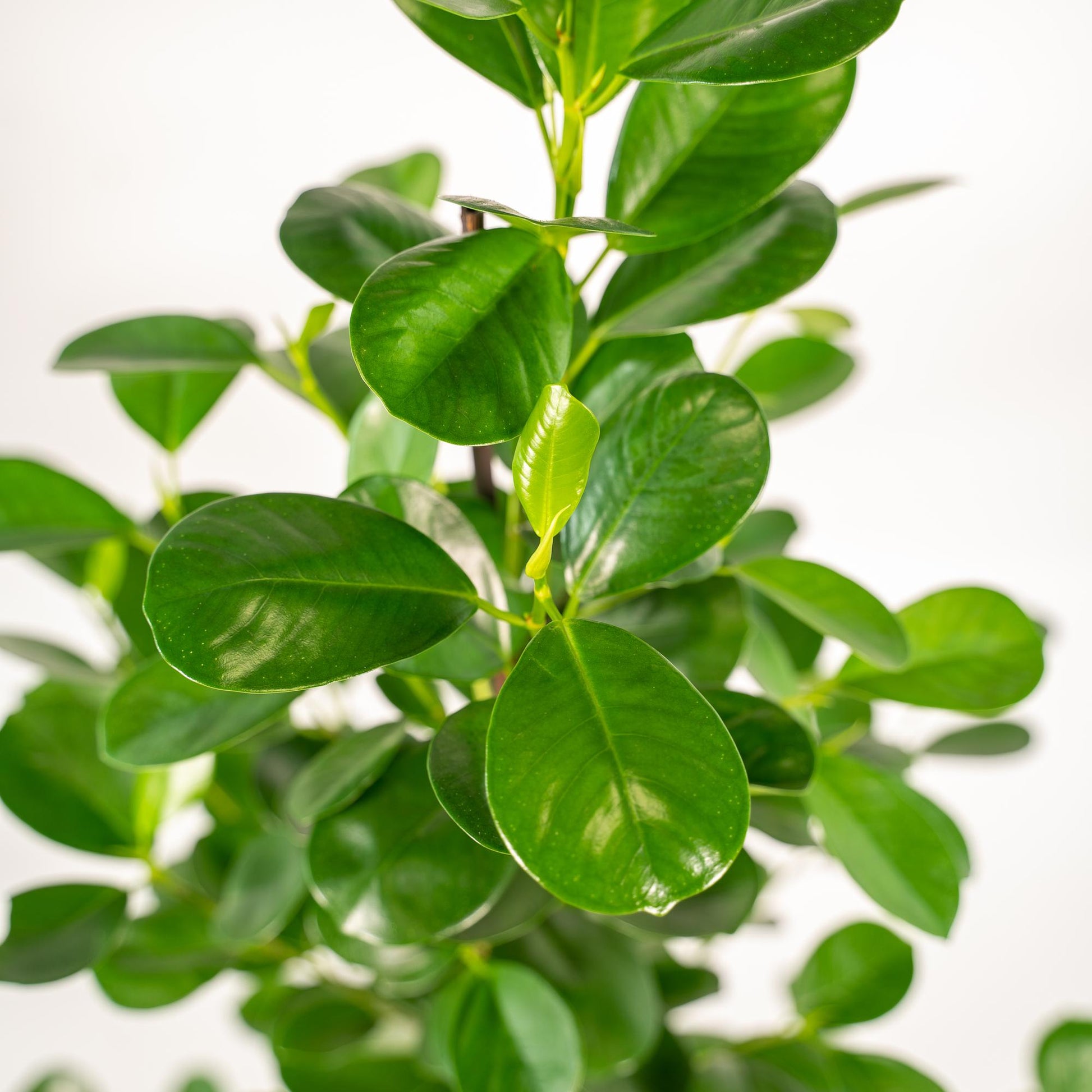 Ficus microcarpa Moclame - Ø21cm - ↕95cm + Topf Mayk Gold 