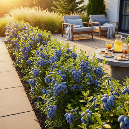 Honigbeere Lonicera caerulea Kamtschatica winterhart 3 Pflanzen Ø9cm – Blaue Beerenpflanze für Garten Beet Balkon & Terrasse 