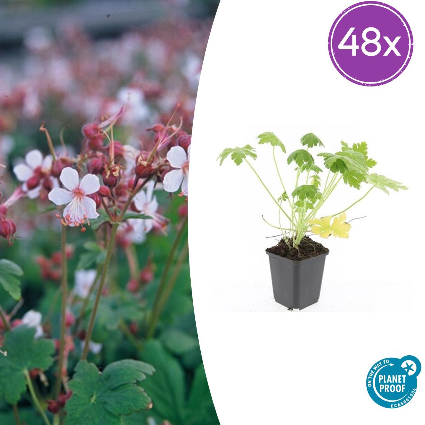 Geranium macrorrhizum 'Spessart' – Bodendecker – 48 Pflanzen – Ø9cm – ↕10–25cm – Weißblühend & winterhart – Für Sonne & Schatten – Pflegeleicht & robust 