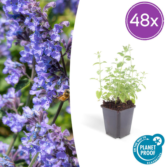 Nepeta 'Six Hills Giant' – 48 Pflanzen – ↕10-25 cm – Ø9 cm – Lila-Blau blühende Staude – Bienenfreundlich – Pflegeleicht – Sonniger Standort 