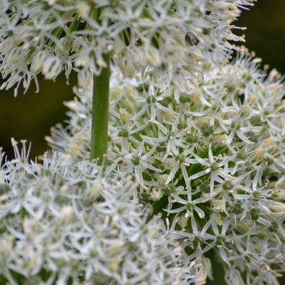 Allium 'White Giant' – Zierlauch Blumenzwiebeln – 5 Zwiebeln – Riesige weiße Kugelblüten – Winterharte Staude für Beet & Rabatte – XXL-Zwiebeln für sonnige Standorte 