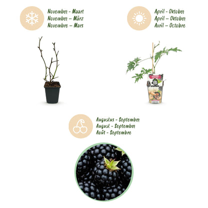 Immergrüne Brombeere Rubus fruticosus Thornless Evergreen frosthart 3 Pflanzen Ø9cm Höhe30cm – Dornenlose schwarze Brombeere für Garten & Balkon 