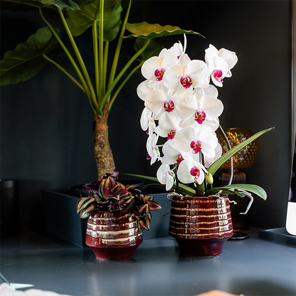 Kolibri Orchids | Weiße Niagara Falls Orchidee + Moonstone burgundy Übertopf – Topfgröße Ø12cm | blühende Zimmerpflanze – frisch vom Züchter 