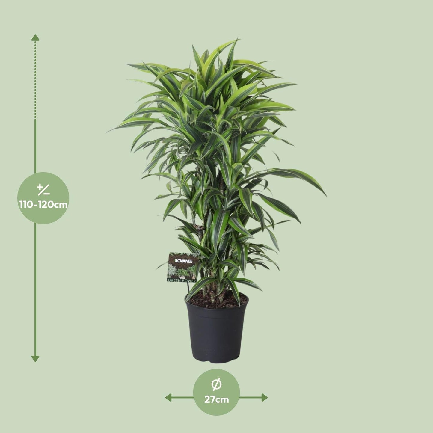 Drachenbaum Dracaena Fragrans 'Lemon Lime' – Zimmerpflanze – Ø27 cm Topf – Ca. 120 cm hoch – Pflegeleichte Grünpflanze mit auffällig grün-gelben Blättern & roten Rändern 