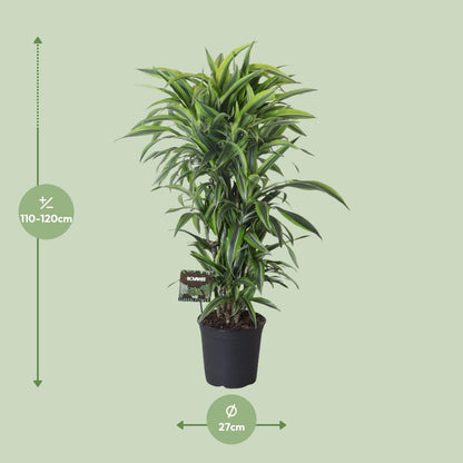 Drachenbaum Dracaena Fragrans 'Lemon Lime' – Zimmerpflanze – Ø27 cm Topf – Ca. 120 cm hoch – Pflegeleichte Grünpflanze mit auffällig grün-gelben Blättern & roten Rändern 