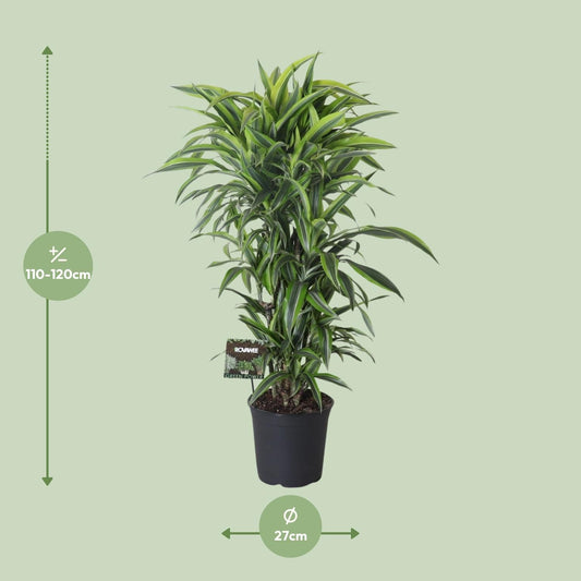 Drachenbaum Dracaena Fragrans 'Lemon Lime' – Zimmerpflanze – Ø27 cm Topf – Ca. 120 cm hoch – Pflegeleichte Grünpflanze mit auffällig grün-gelben Blättern & roten Rändern 