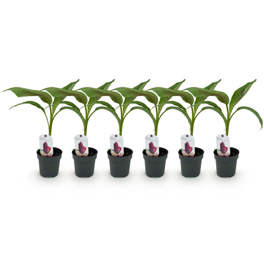 Bananenpflanze Musa sikkemensis Red Tiger – 6 Pflanzen – Winterhart – Obstpflanze – Topf 12 cm, Höhe ca. 30 cm 