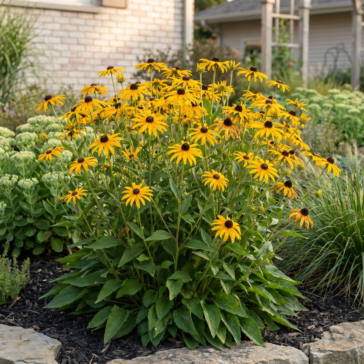 Sonnenhut 'Goldsturm' – Rudbeckia fulgida 'Goldsturm' – Topf Ø11cm – Bienenfreundliche Staude für Garten & Balkon