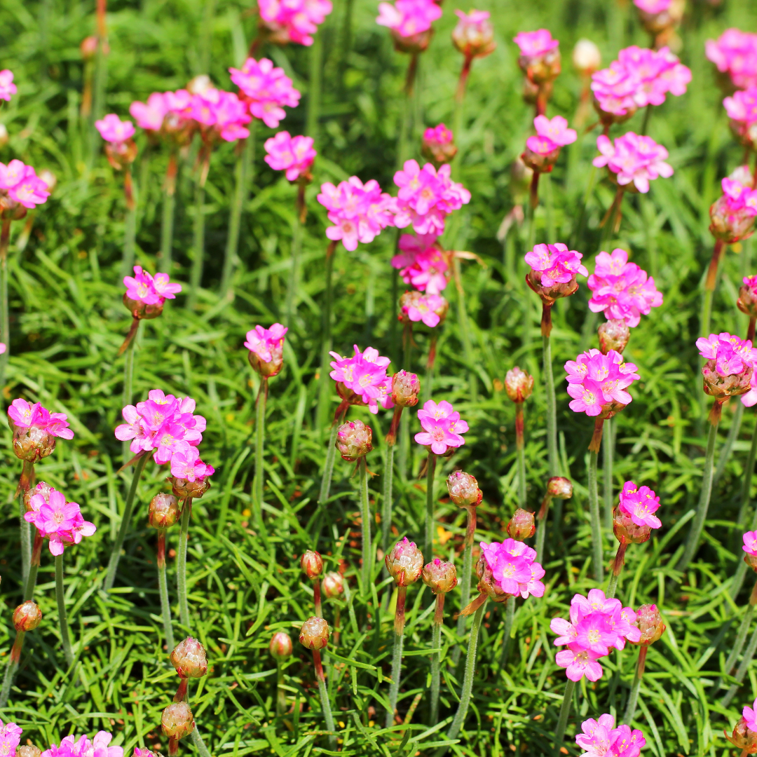 Grasnelke Armeria maritima ‘Splendens’ – 48 Pflanzen – 10-25cm – Ø9cm – Winterharte Staude mit rosa Blüten – Für sonnige Beete, Steingarten & Bordüren
