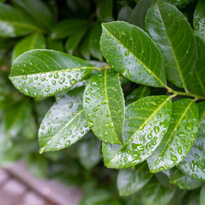 Kirschlorbeer - Prunus laurocerasus Etna – Stamm-Pflanze – Immergrün – Höhe ca. 90 cm – Topf Ø19 cm – Pflegeleicht – Für Terrasse, Balkon & Garten – Dekorativ & robust 