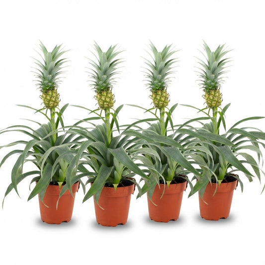 Ananaspflanze Mi Amigo – 4 Pflanzen – Ø12cm – Höhe 35–40cm – Tropische Zimmerpflanze mit dekorativer Mini-Ananas – Exotische Pflanze für Wohnraum & Büro 