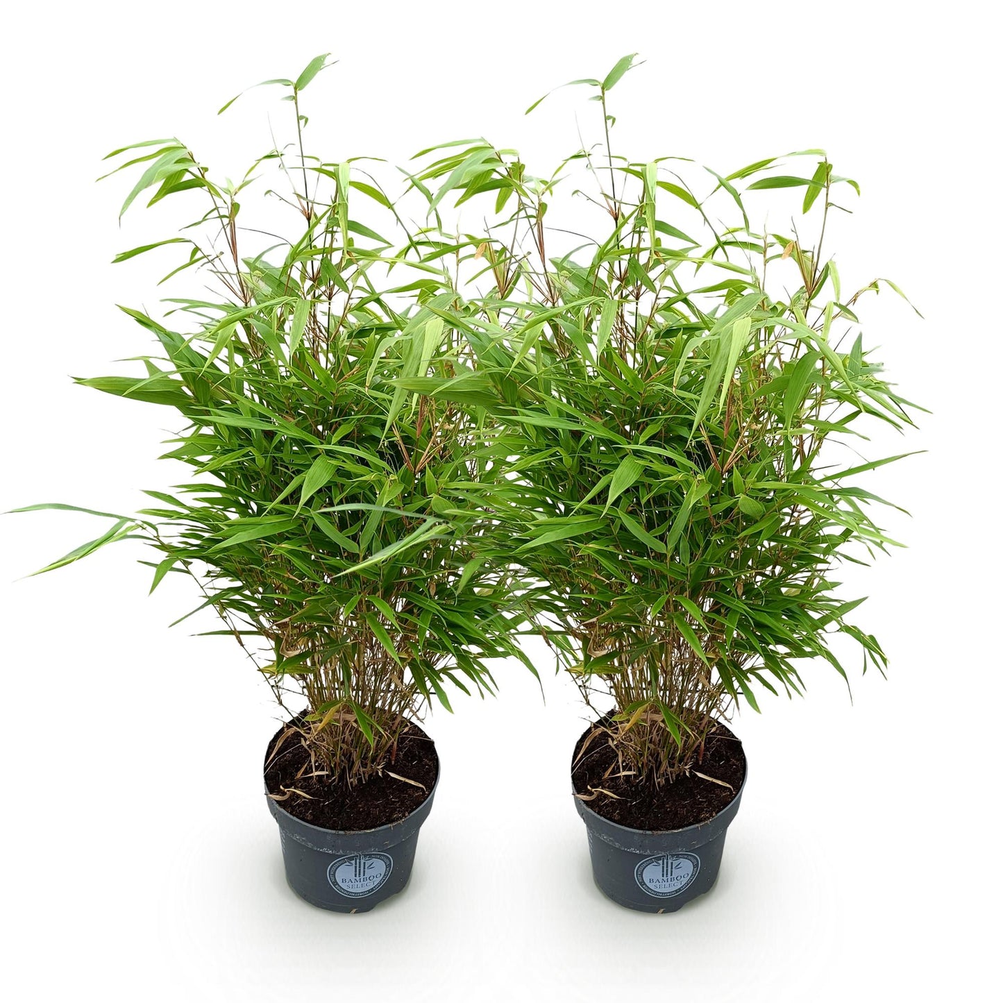 Green boutiQ - Gräser - Fargesia Rufa - Bambus - Nicht Ausbreitend - Grün - 2 Pflanzen - Topf 23 cm - Höhe 80 cm 