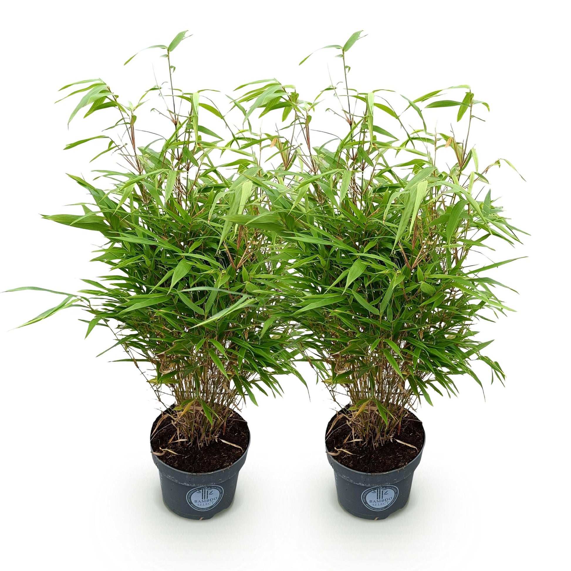 Green boutiQ - Gräser - Fargesia Rufa - Bambus - Nicht Ausbreitend - Grün - 2 Pflanzen - Topf 23 cm - Höhe 80 cm 