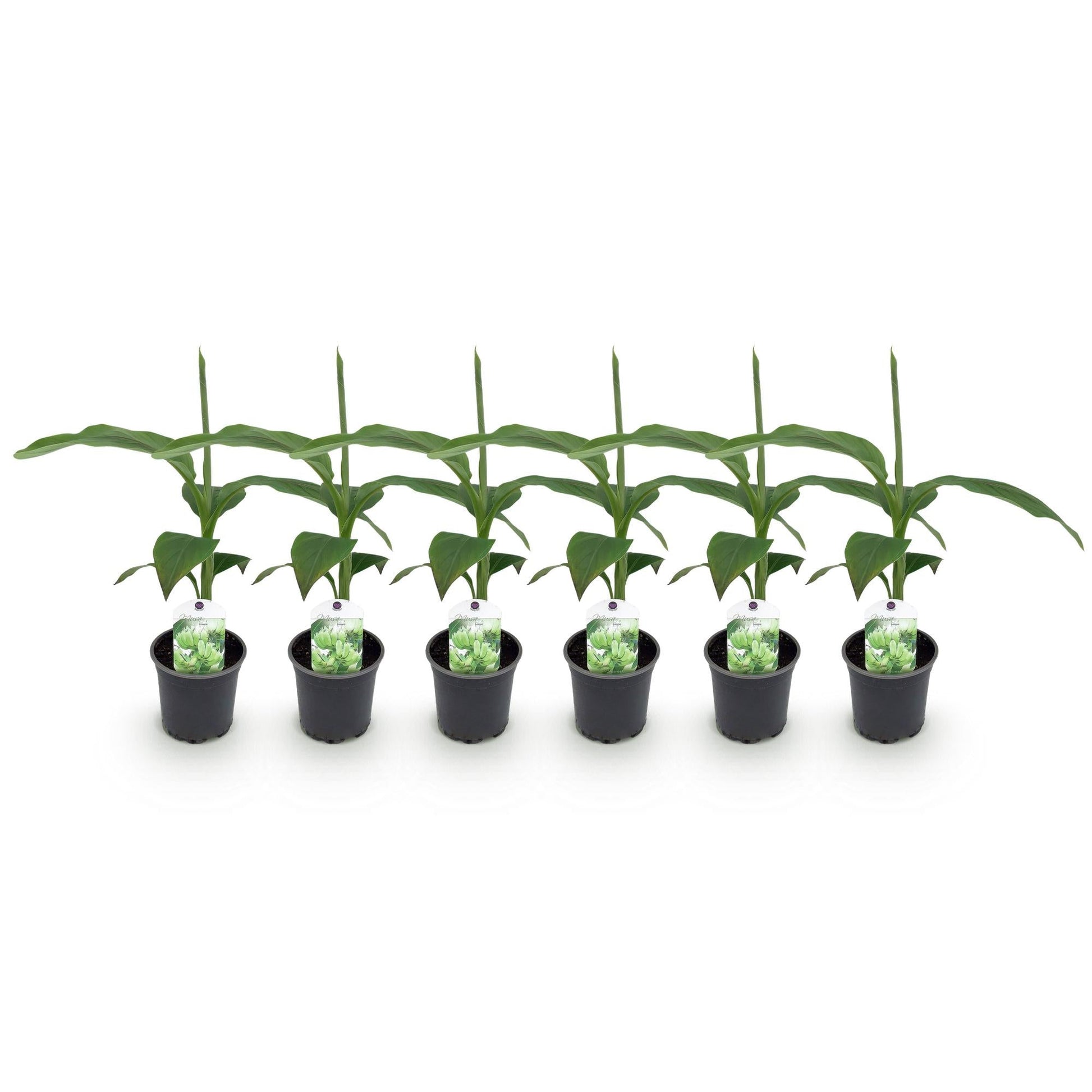 Bananenpflanze Musa Basjoo – Winterhart – 6 Pflanzen – Obstpflanze – Ø12 cm – Höhe ca. 30 cm 