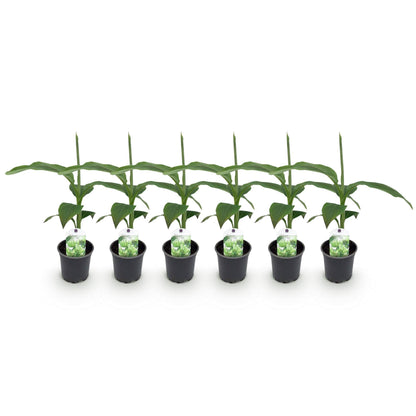 Bananenpflanze Musa Basjoo – Winterhart – 6 Pflanzen – Obstpflanze – Ø12 cm – Höhe ca. 30 cm 