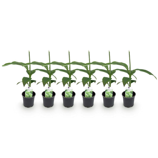Bananenpflanze Musa Basjoo – Winterhart – 6 Pflanzen – Obstpflanze – Ø12 cm – Höhe ca. 30 cm 