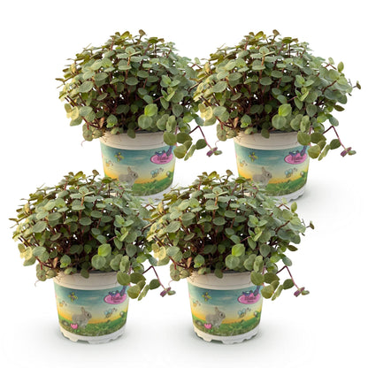 Green boutiQ - Zimmerpflanze - Calissia repens - Katzengras - Haustierfreundlich - Grün - 4 Pflanzen - Topf 12cm - Höhe 17-20cm 