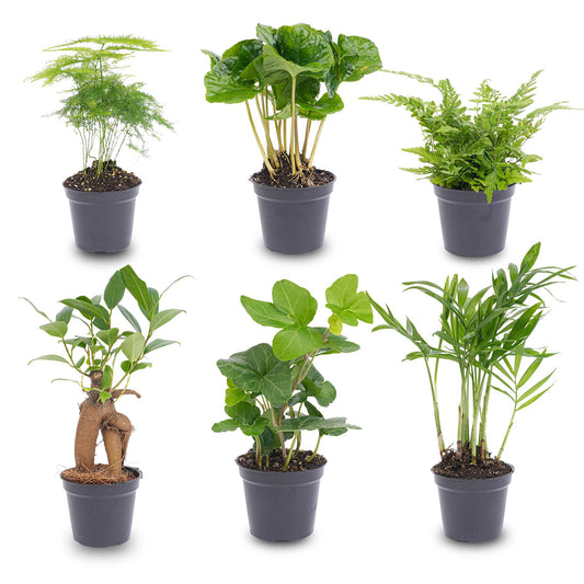 Planten set - Groen - 6 groene planten - potmaat 6 