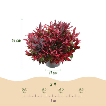 GreenboutiQ - Gartenpflanze - Leucothoe Zeblid - Rot - 1 Pflanze - Immergrün - Wenig Pflege - Topf 17cm Höhe 45cm 