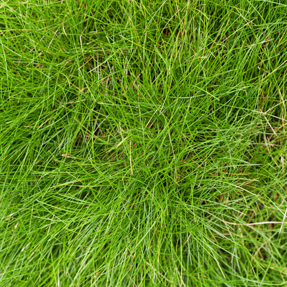 Festuca gautieri Zierschwingel – 48 Pflanzen – Ø9cm – Höhe 10-25cm – Immergrünes Ziergras – Pflegeleicht & Trockenheitsverträglich – Für Beet, Steingarten & Bodendecker