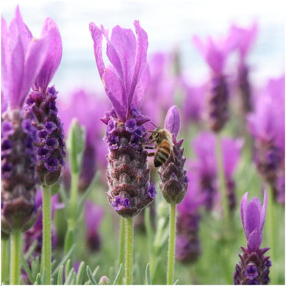 Echter Lavendel  - Lavandula stoechas Anouk® im Dekotopf 'Lavenderprint' - 13 cm Topf - 3 Stück