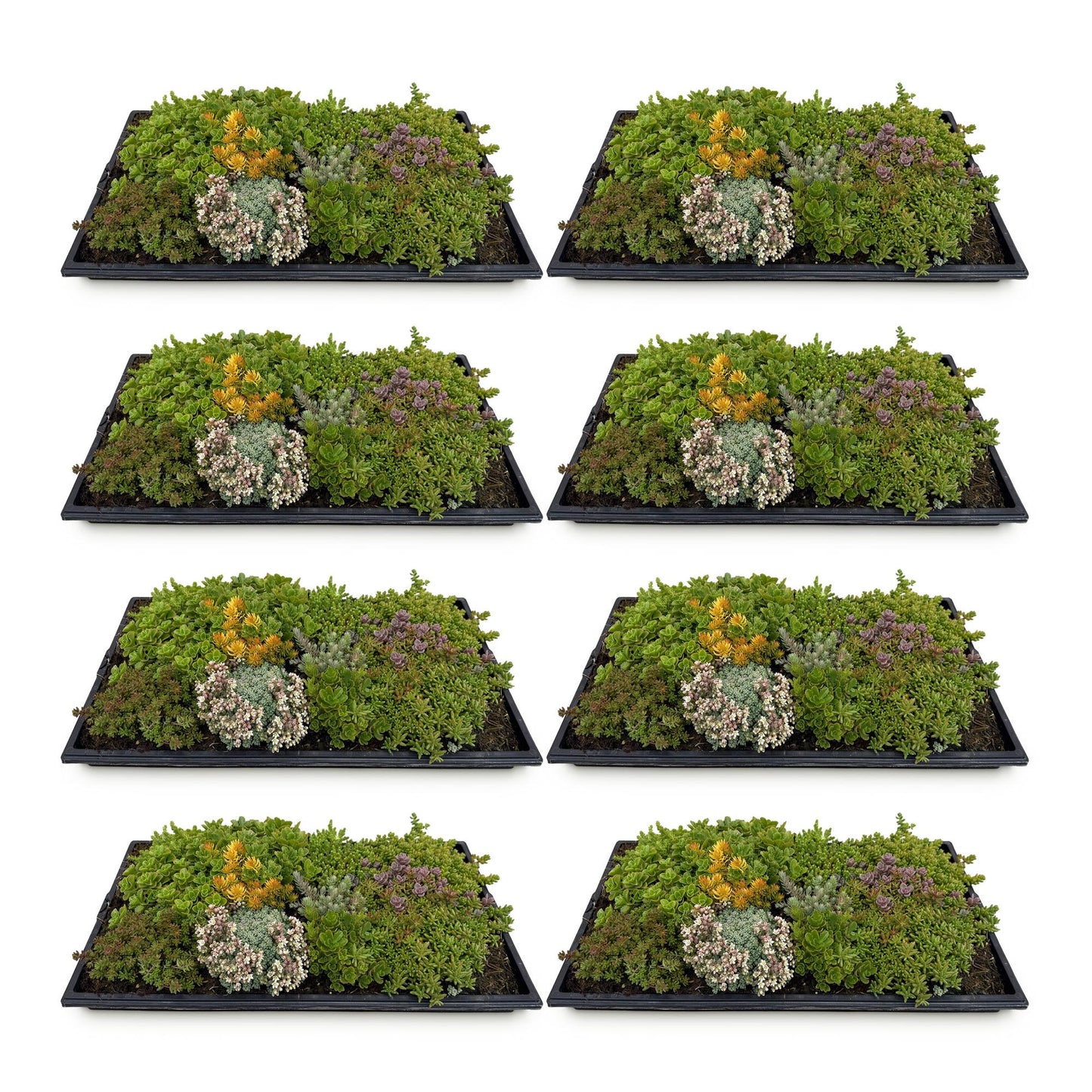 GreenboutiQ - Bodendecker - Winterhart - Sedummatte - Besteht aus 10 Sorten - X8 - Wenig Pflegeaufwand - Länge 50cm Breite 30cm 