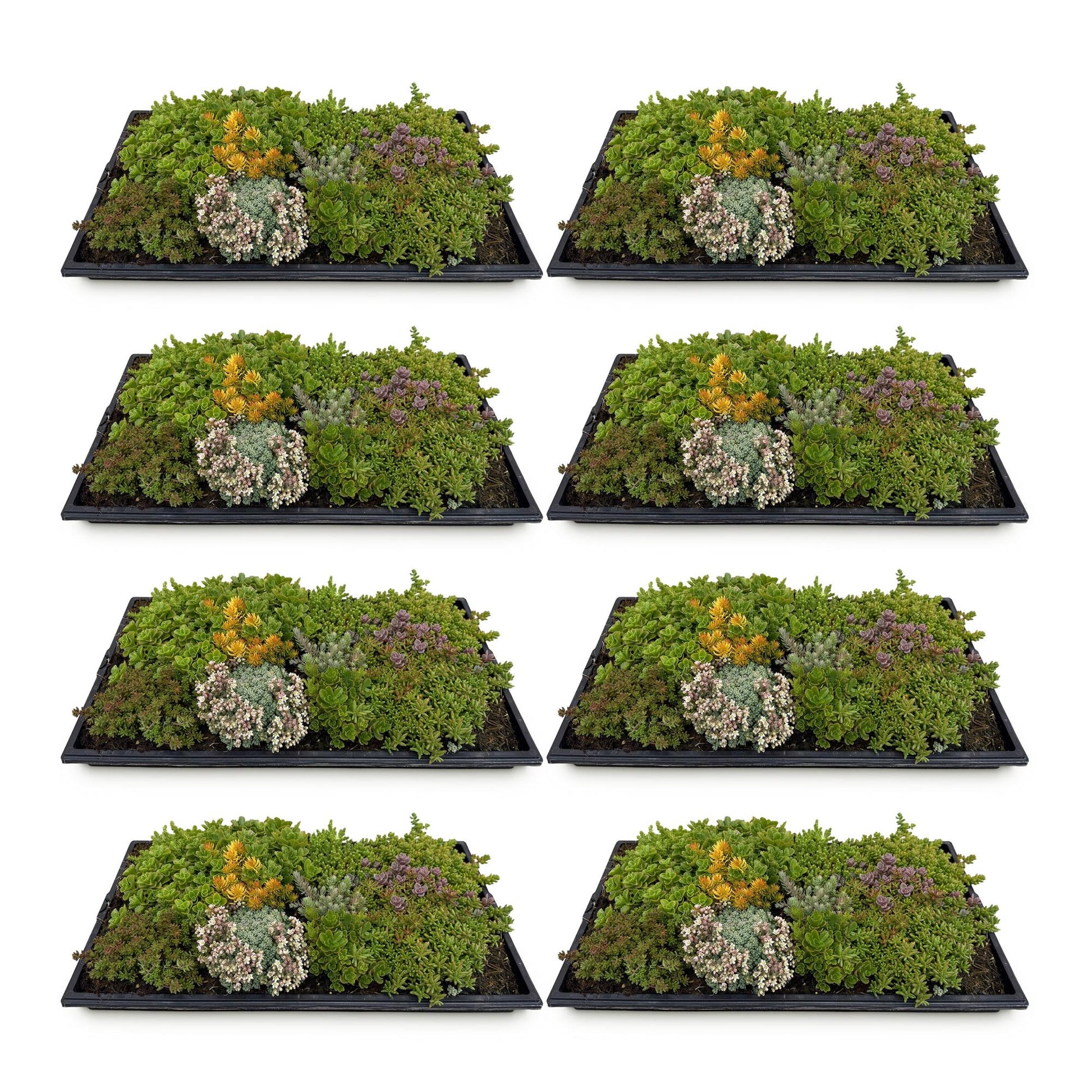 GreenboutiQ - Bodendecker - Winterhart - Sedummatte - Besteht aus 10 Sorten - X8 - Wenig Pflegeaufwand - Länge 50cm Breite 30cm 